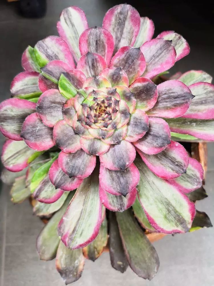 法师主根黑腐了怎么办,法师黑腐还能救活吗