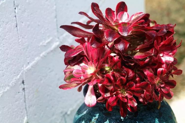 法师主根黑腐了怎么办,法师黑腐还能救活吗