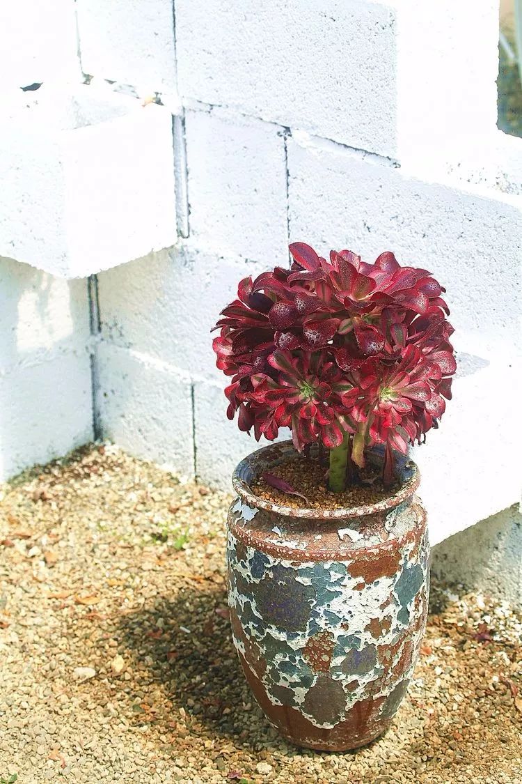 法师黑腐是什么原因,法师叶子黑腐是咋回事