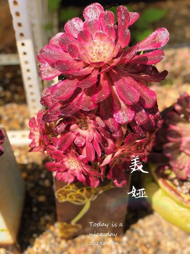 法师主根黑腐了怎么办,法师黑腐还能救活吗