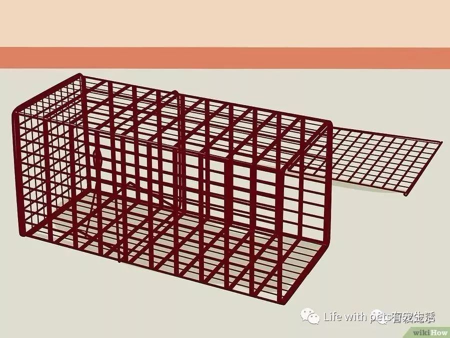 如何捕捉泥鳅,如何捕捉苍蝇