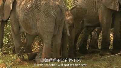 惊掉网友下巴的画面,豆瓣9.1分令人绝望