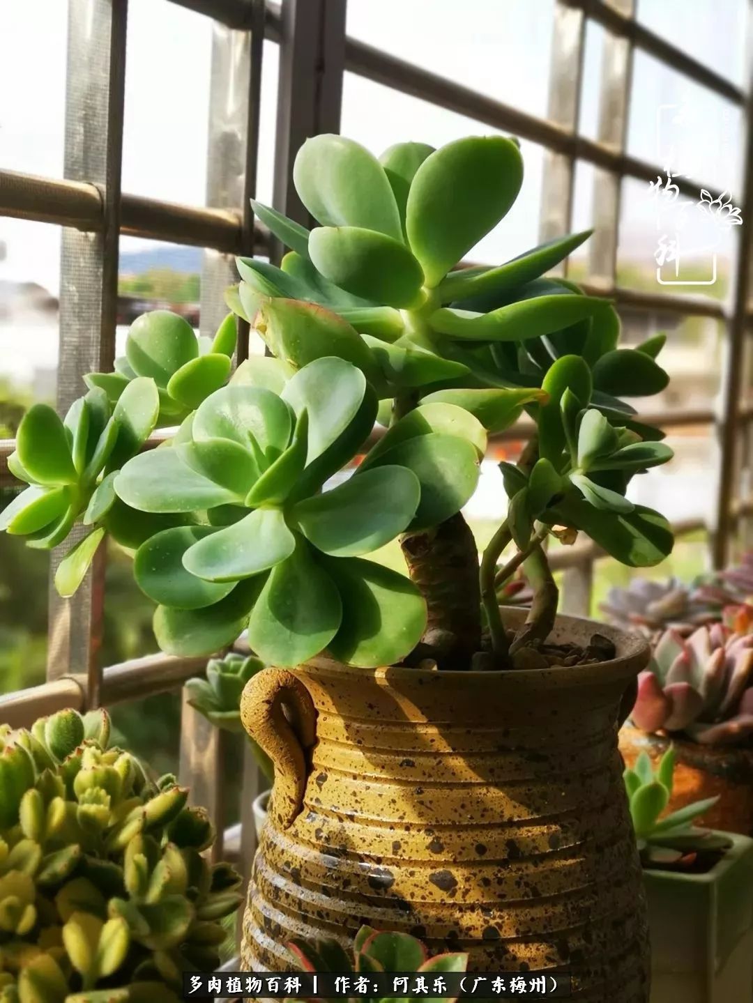 我的阳台“肉园”，看着它们，亦可醉生梦死了