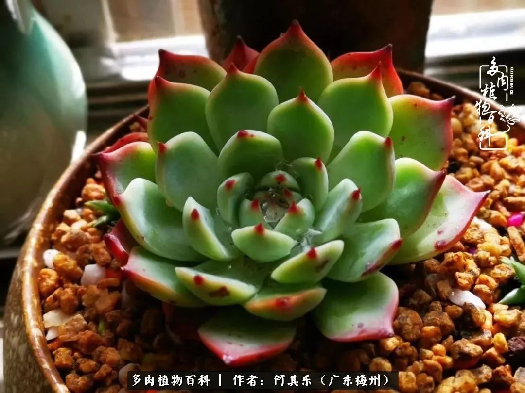 我的阳台“肉园”，看着它们，亦可醉生梦死了