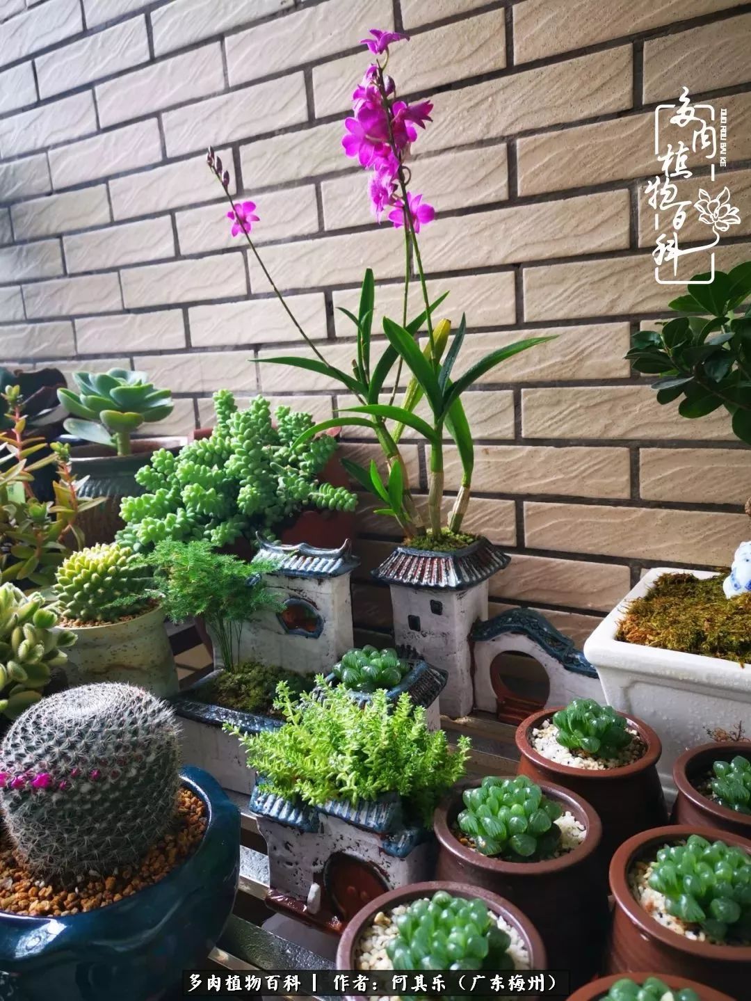 我的阳台“肉园”，看着它们，亦可醉生梦死了