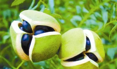 文冠果东方甄选,文冠果乔木