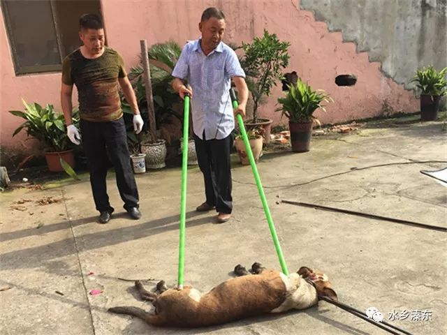 恶犬伤人民警处置,郯城疯牛出没民警果断处置
