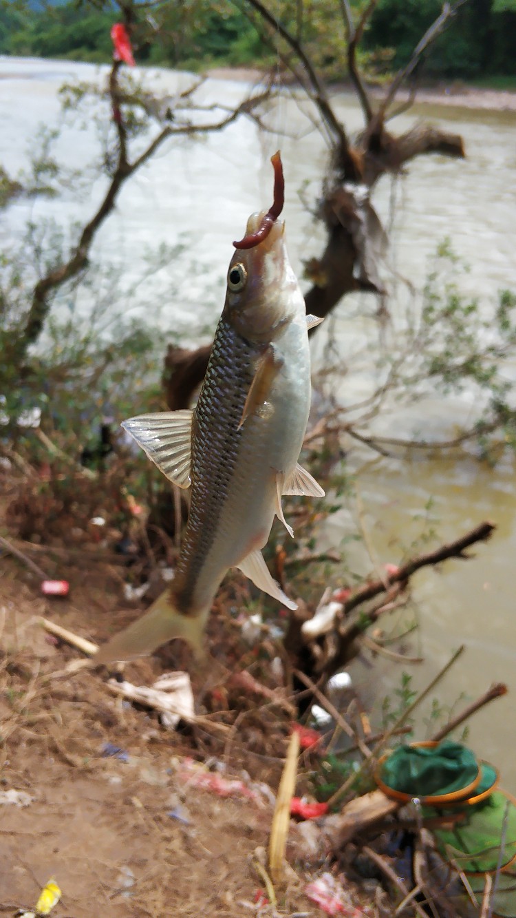 家乡小河里的鱼种,家乡小河里的鱼