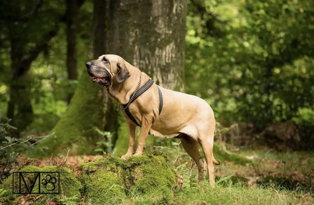 12种爱犬领你参观它们的老家