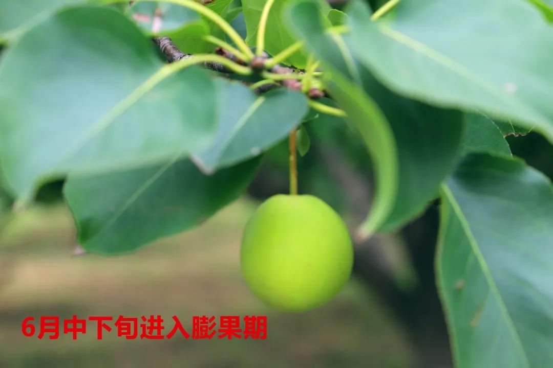 阳信鸭梨的历史,鸭梨成长日记