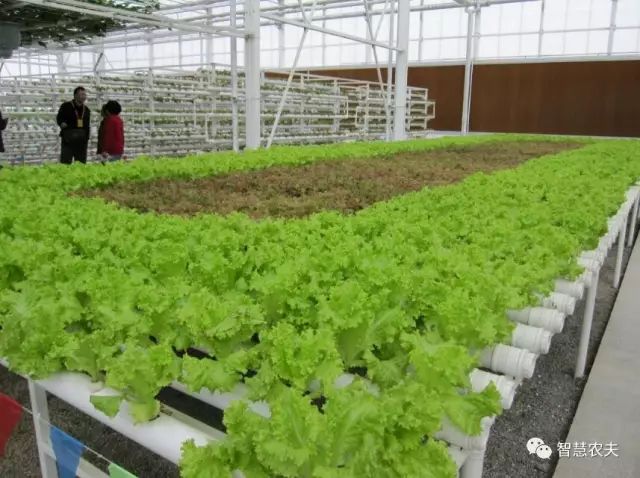 知农道农无土栽培实操技术,无土栽培的知识