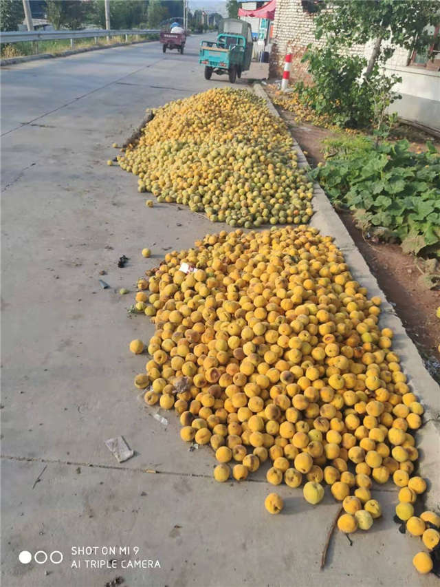 桃子滞销果农求助视频,岭下村鲜桃滞销