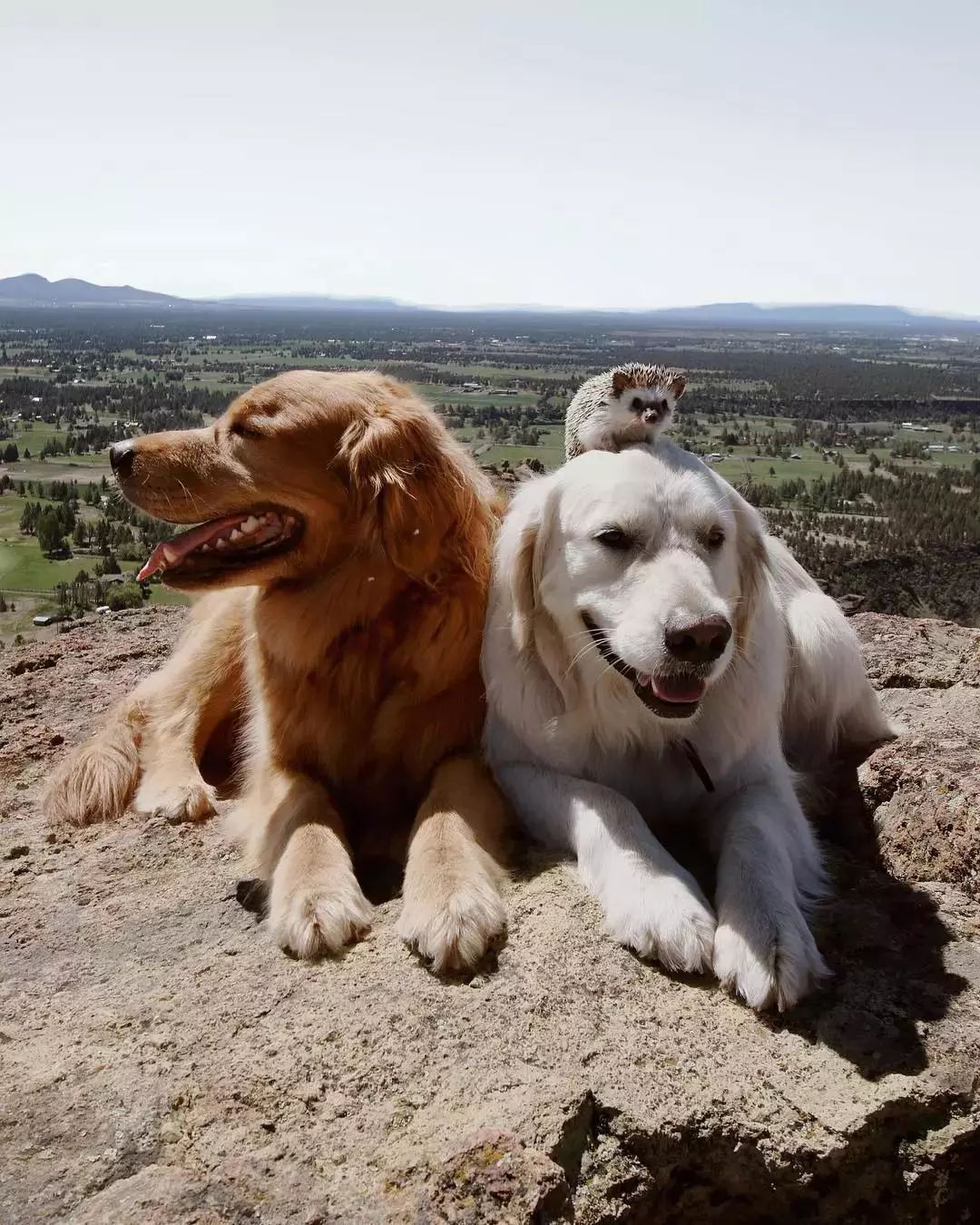 请不要点开音频,让人羡慕的金毛