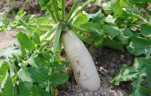 老中医用西洋参养生,西洋参的养生方法