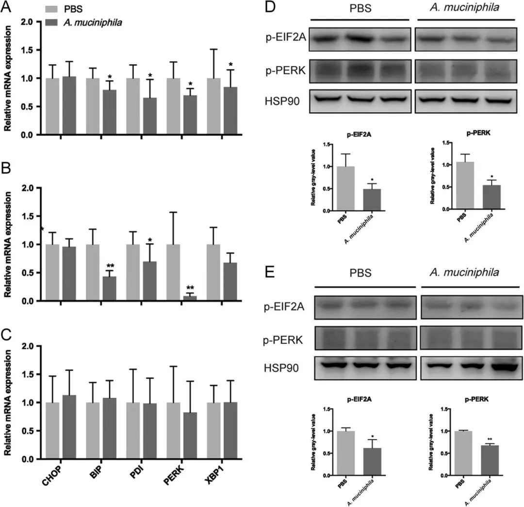 akk益生菌,益生菌akk瘦子菌推荐