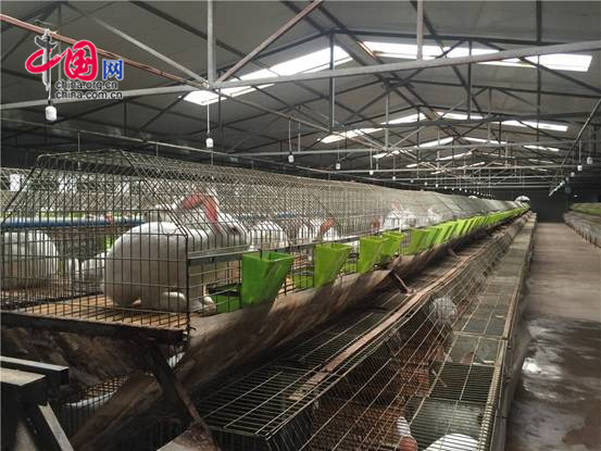 铜川兔业养殖,陕西省同富兔业铜川示范基地