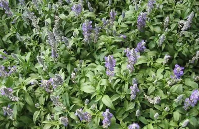 一吹就散的蒲公英就是弱不禁风,一吹就散的蒲公英什么地方有