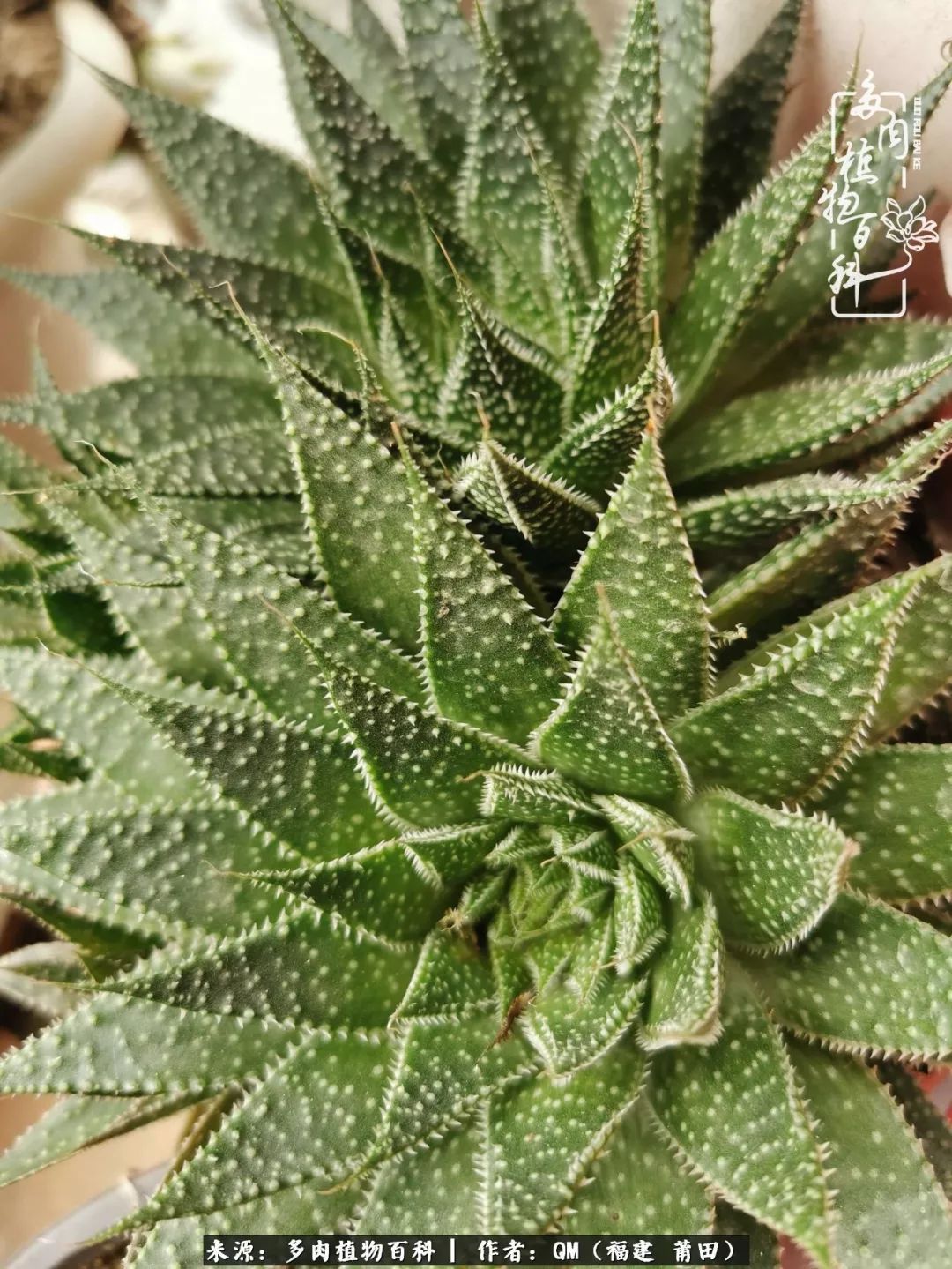 无尽的多肉！陪我走过七年人生之旅