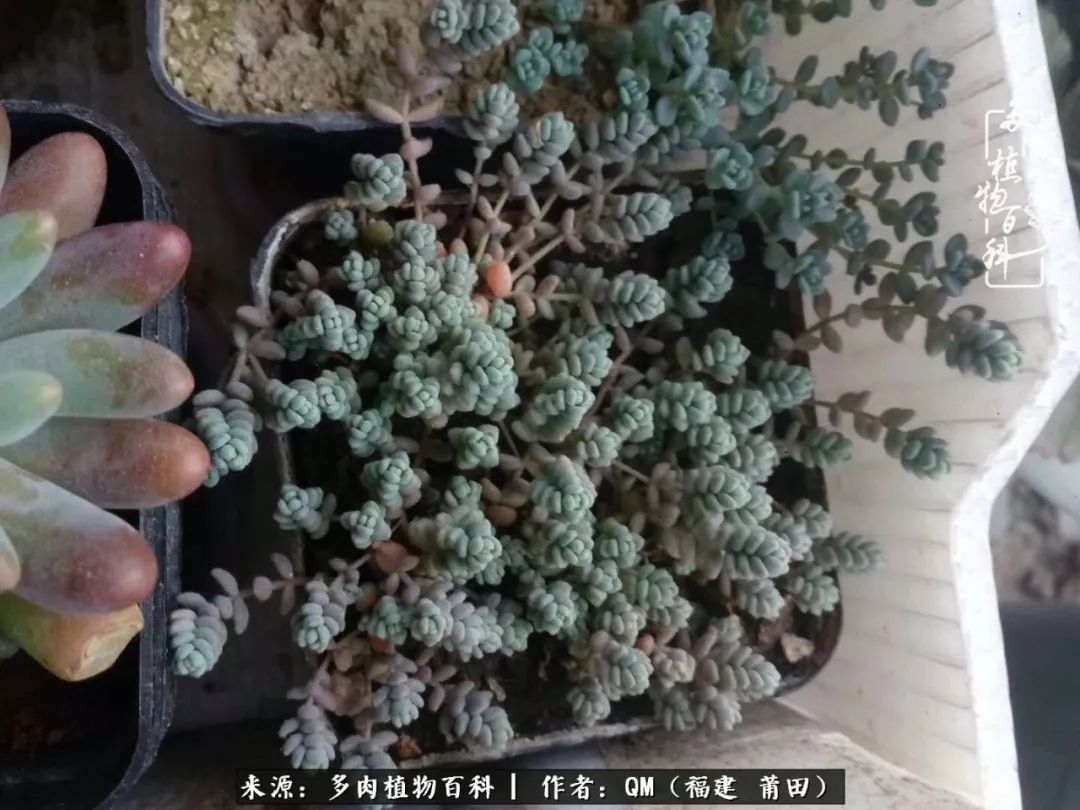 无尽的多肉！陪我走过七年人生之旅