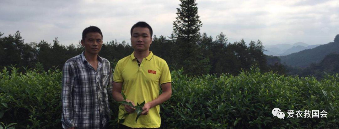 茶树开花太多怎么处理,茶树开花什么原因