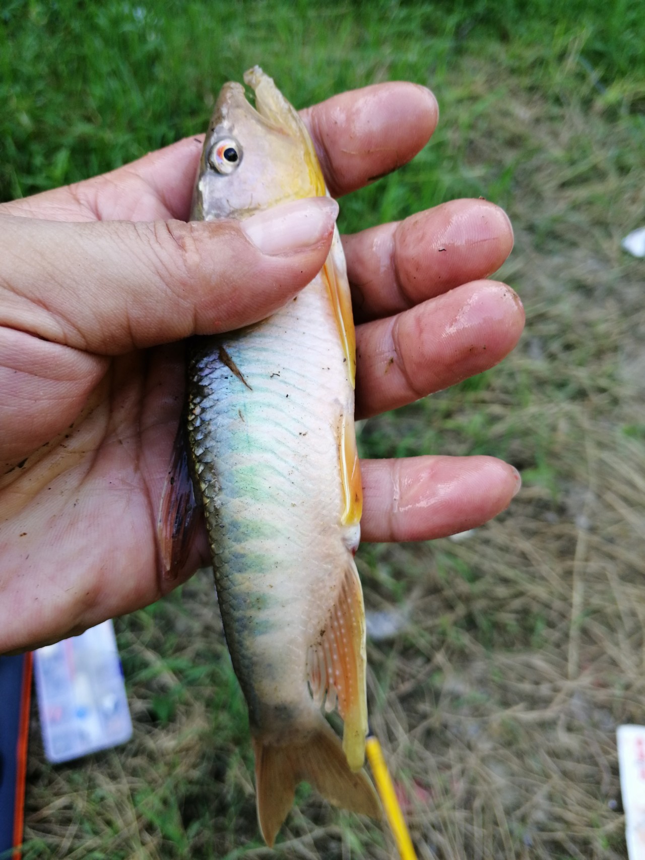 冷饭剩菜不为奇，百里奔袭只为快乐而渔