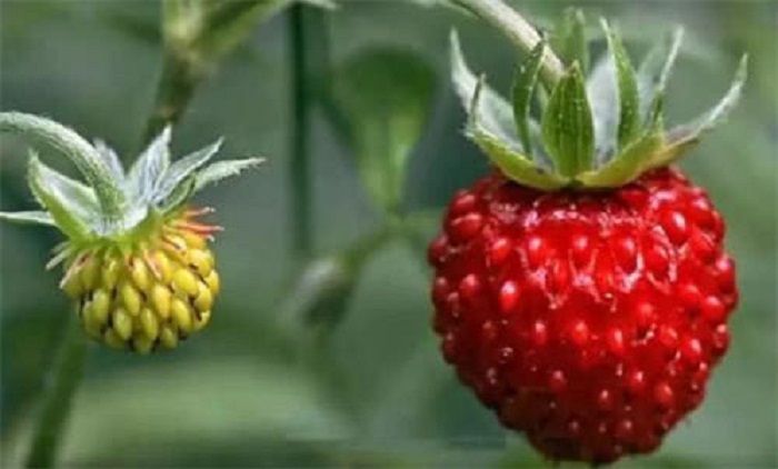 古代的水果跟现在的水果对比,古代的水果长啥样