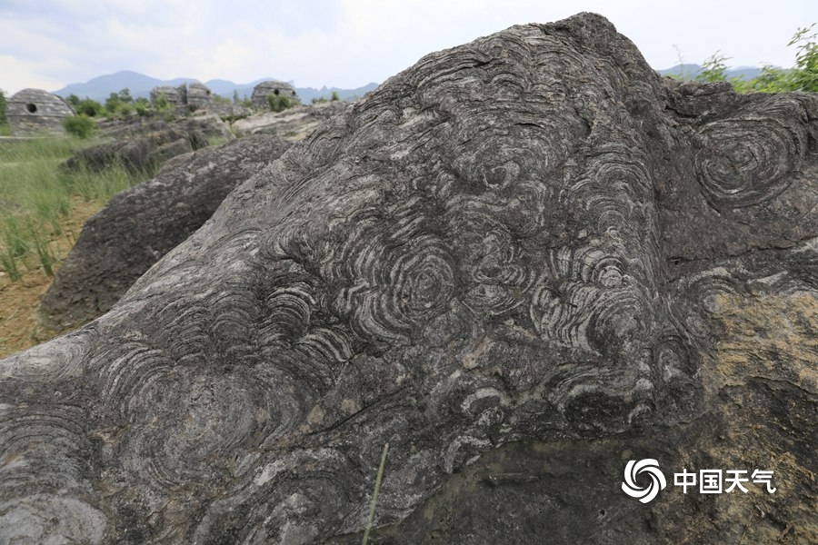 浼氳璇濈殑妞嶇墿,浼氳璇濈殑鐭冲ご