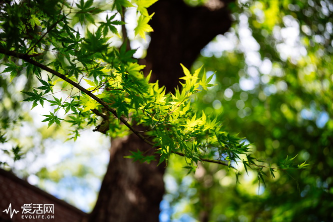 腾龙sp35mm1.4镜身是金属的,腾龙sp17-50mmf2.8镜头