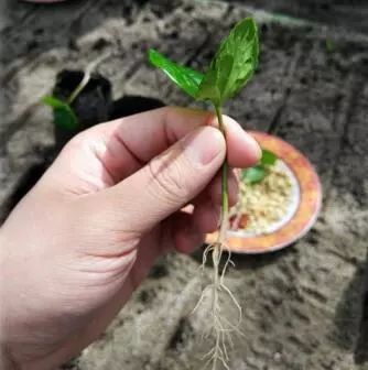 印度尼西亚和印度区别,你不知道的印度尼西亚