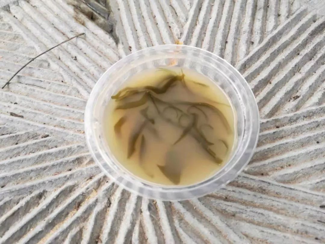 四季那廊研学之旅,四季那廊简介