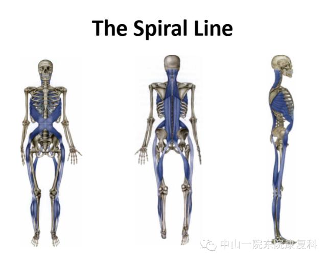 筋膜的康复训练方法,12条筋膜链解析及治疗手法