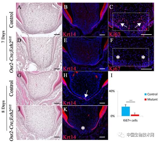 年轻恒牙牙根折裂再生,再生牙有实现的可能吗