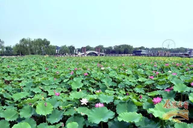 七夕好玩的地方石家庄,七夕情侣约会的地方石家庄