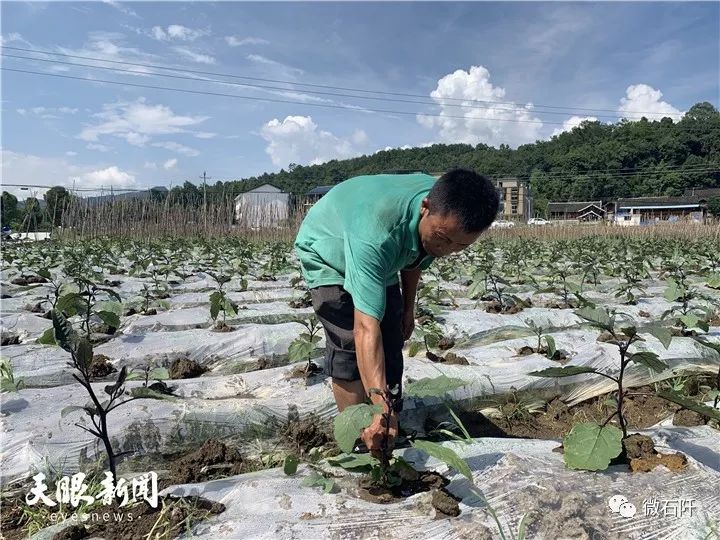 石阡聚凤:大坝蔬菜产销两旺