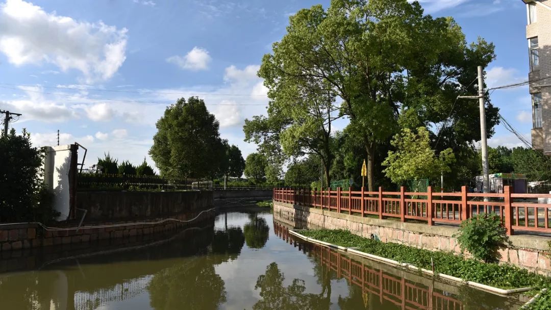 【图说】徐泾水环境“成绩单”出炉,一组图片眼见为实