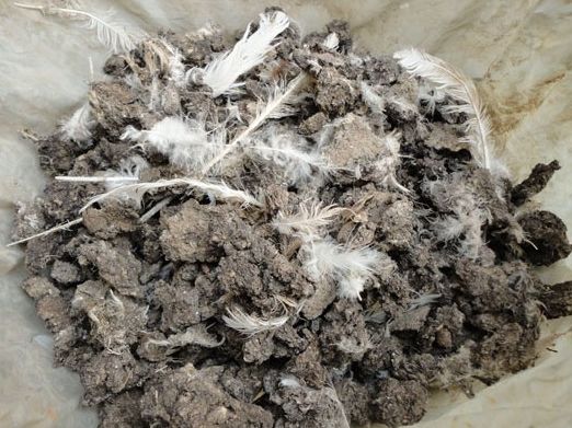 怎样把鸡粪变熟肥,怎样才能把鸡粪变成水