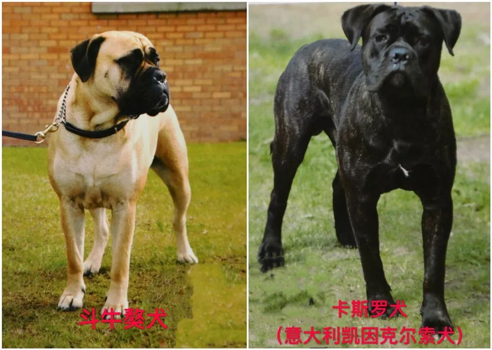 天津烈性犬,天津禁养犬重点管理区域划分