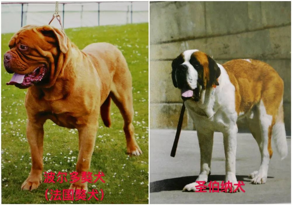 天津烈性犬,天津禁养犬重点管理区域划分