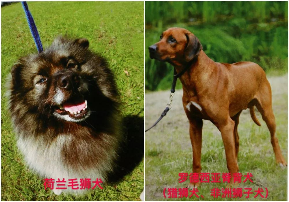 天津烈性犬,天津禁养犬重点管理区域划分
