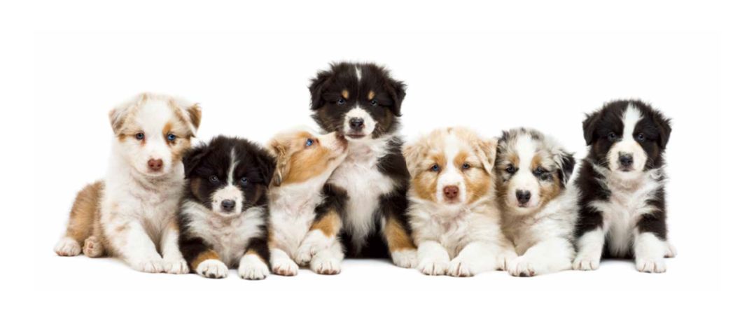 鑰佸笀鎴戠殑浣滀笟琚嫍鍟冧簡,鑰佸笀鎴戠殑浣滀笟琚嫍鍚冧簡