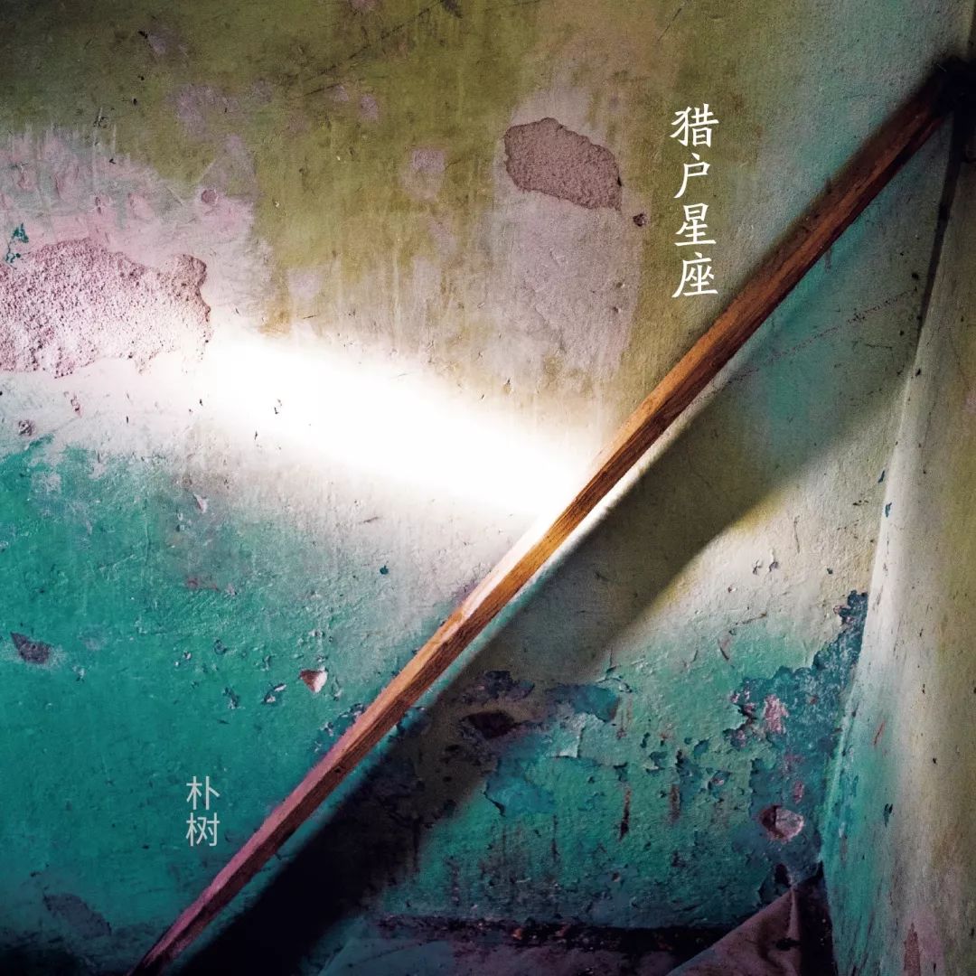 为什么朴树这么火,为什么朴树价格这么高