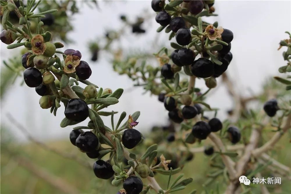 90后小伙子带村民致富,90后小伙带领全村人致富后续