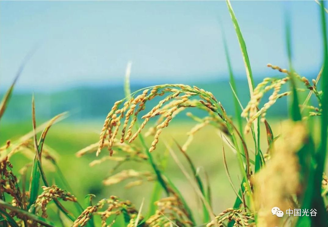 禾元生物重组人血白蛋白,禾元生物创新药