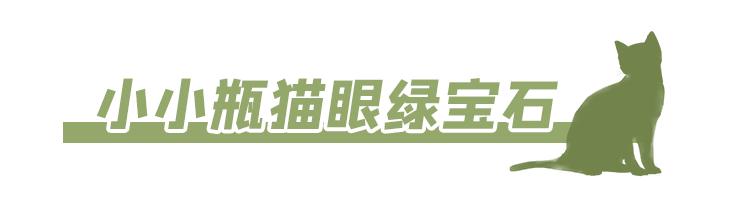 温州奈雪的茶在哪里,温州正宗奈雪的茶