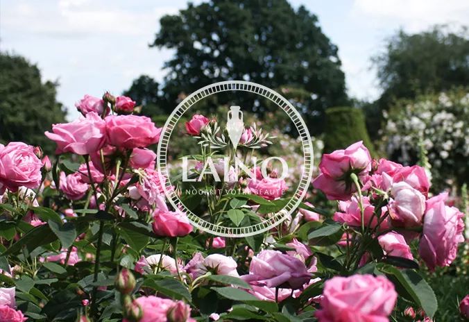 法国花水,法国花水怎么样