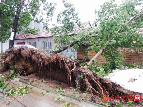 临沂郯城遭强风袭击,临沂郯城回应遭强风袭击