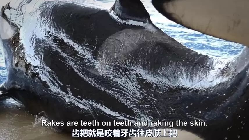 丧心病狂！每帧画面都在捅刀子，多少人忽视了这些人间惨剧…