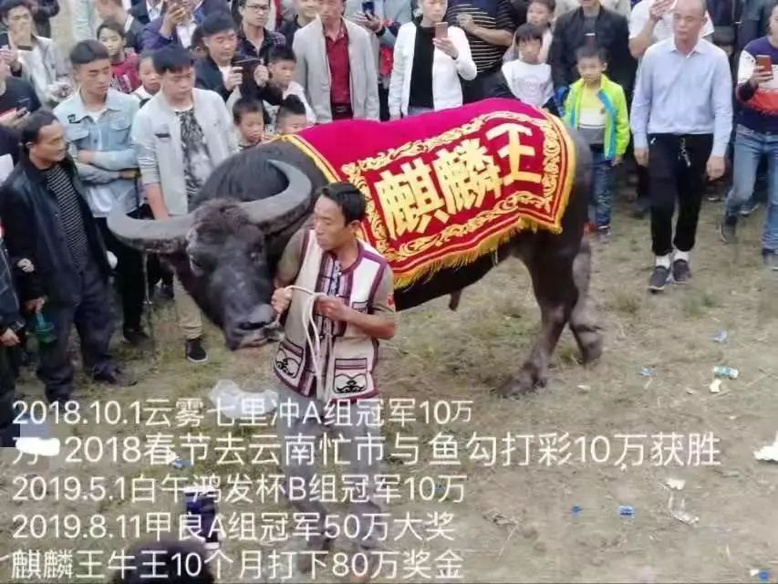 甲良奖牛王争霸赛,荔波甲良2018牛王争霸赛视频直播