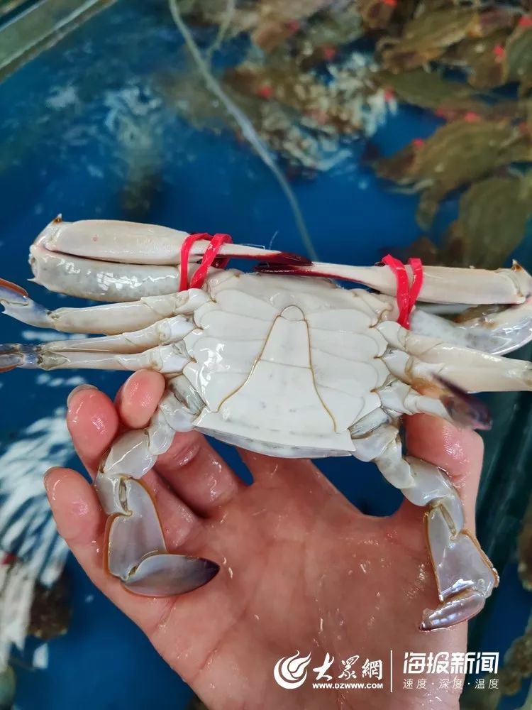 海鲜市场螃蟹多少钱一斤,今日螃蟹批发价目表