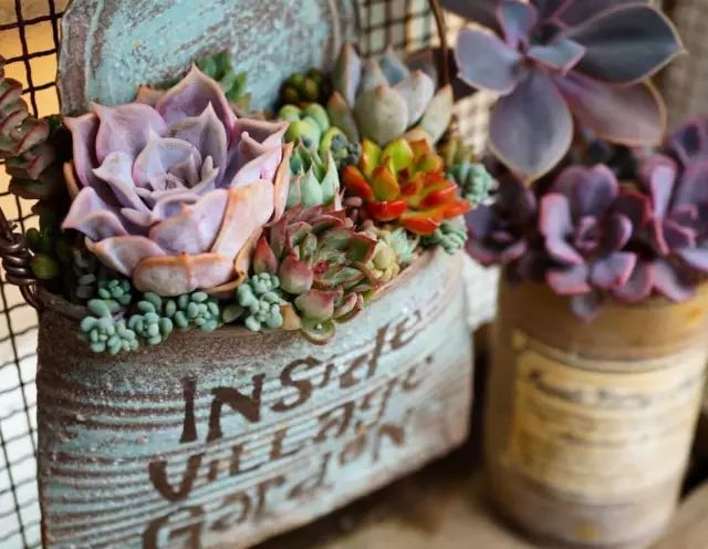 当破铜烂铁碰上多肉，这美度居然还能翻倍